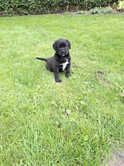 Mooie kruising boxadorpups., Dieren en Toebehoren, Honden | Niet-rashonden, Middel, Meerdere dieren, Particulier, Meerdere, Nederland
