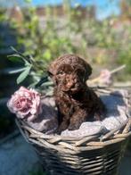 🤎🩷hele kleine F1 maltipoo teefjes 🩷🤎, Dieren en Toebehoren, Overige rassen, CDV (hondenziekte), 8 tot 15 weken, Teef