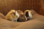 Lieve jonge cavia's, verschillende kleuren, beer en zeug!, Dieren en Toebehoren, Knaagdieren, Juli, Meerdere dieren, Cavia