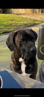 Gratis, Dieren en Toebehoren, Eén hond, 3 tot 5 jaar, Nederland, Particulier