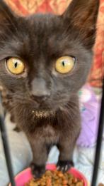 3 schattige jonge poesjes zoeken een lief baasje, Dieren en Toebehoren, Katten en Kittens | Overige Katten, Poes