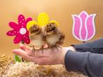 Bielefelder groot baby kuikens hennetjes, gesekst en ingeënt, Dieren en Toebehoren, Pluimvee, Vrouwelijk, Kip