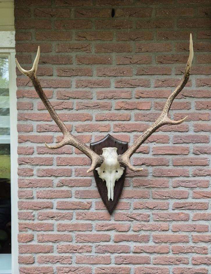 Mooi Edelhert Gewei Jacht Trofee Mancave Jacht Hut d51, Verzamelen, Dierenverzamelingen, Gebruikt, Gewei of Kop, Hert, Ophalen