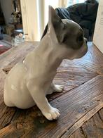 Franse bulldog germany, Ophalen of Verzenden