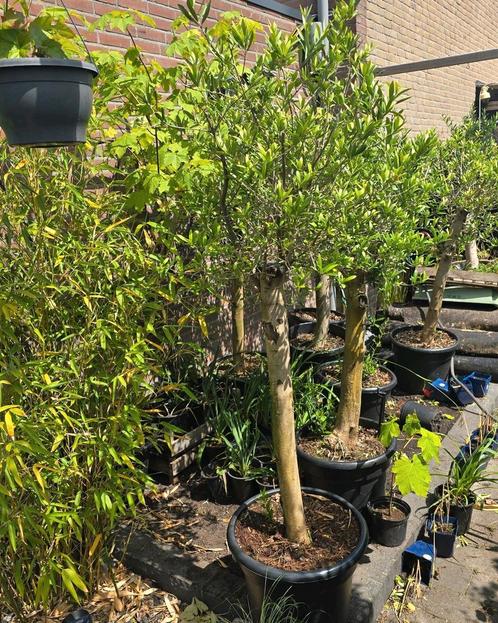 Olijfboom circa 1 meter stam, Tuin en Terras, Planten | Bomen, Olijfboom, 100 tot 250 cm, Volle zon, Lente, Ophalen