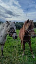 Appaloosa ster merrie en veulen, Merrie, 0 tot 2 jaar