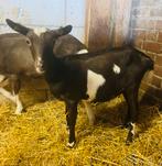Te koop mooie jonge bonte melkgeit., Dieren en Toebehoren, Vrouwelijk, Geit, 0 tot 2 jaar