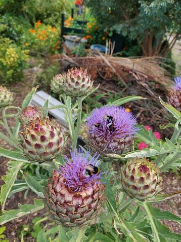 Cynara cardunculus - Kardoen zaden beschikbaar voor biedingen