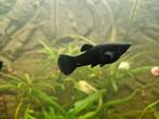 Jonge black mollies, Dieren en Toebehoren, Vis