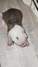 Kruising amerikaanse bulldog pups, Dieren en Toebehoren, Honden | Bulldogs, Pinschers en Molossers, 8 tot 15 weken, Bulldog, Meerdere