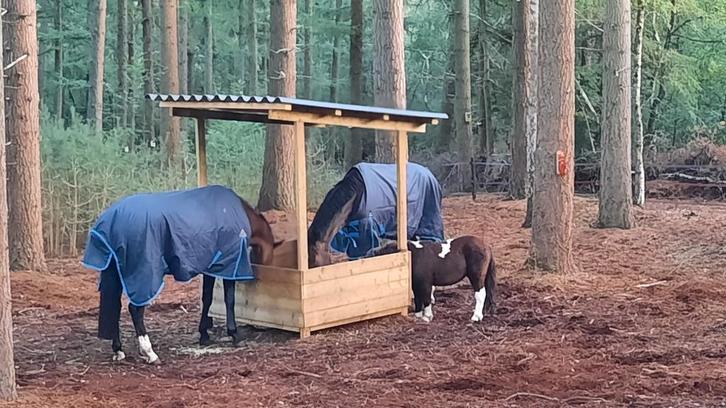 Gezocht: af en toe hulp bij verzorging., Diensten en Vakmensen, Dieren | Paarden | Verzorging, Oppas en Les