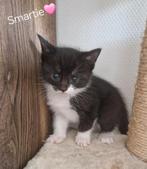 Super lieve aanhankelijke kittens!, Dieren en Toebehoren, Katten en Kittens | Overige Katten, Meerdere dieren, Kortharig, 0 tot 2 jaar