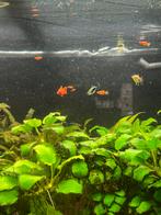 Oranje-rode platies, Dieren en Toebehoren, Vissen | Aquariumvissen, Vis, Zoetwatervis