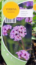Verbena bonariensis, vlinderlokkende plant ! Koopje!, Tuin en Terras, Planten | Tuinplanten, Volle zon, Tweejarig, Zomer, Ophalen