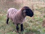 Suffolk dekram, Dieren en Toebehoren, Schapen, Geiten en Varkens, Mannelijk, Schaap