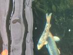 Koi te koop, Dieren en Toebehoren, Vissen | Vijvervissen, Karper of Koi