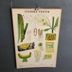Oude plaat geel/groene zaden, Antiek en Kunst, Antiek | Schoolplaten, Natuur en Biologie, Ophalen of Verzenden