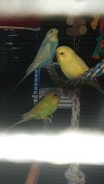 Grasparkieten jongen, Dieren en Toebehoren, Vogels | Parkieten en Papegaaien, Meerdere dieren, Parkiet