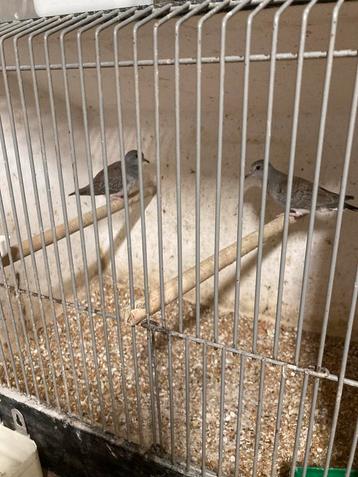 2 jonge diamantduifjes beschikbaar voor biedingen