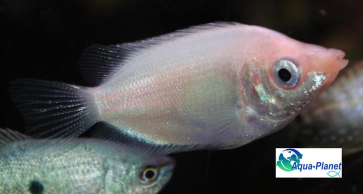 Zoenvis, Dieren en Toebehoren, Vissen | Aquariumvissen, Zoetwatervis, Vis