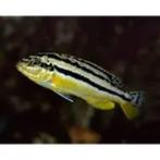 melanochromis auratus €9,95, Dieren en Toebehoren, Vissen | Aquariumvissen, Vis, Zoetwatervis