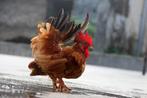 Rode sarama haan, Dieren en Toebehoren, Pluimvee, Mannelijk, Kip