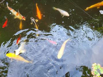 Gezonde koi vissen  beschikbaar voor biedingen