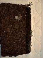 Monocentropus balfouri, Spin of Schorpioen