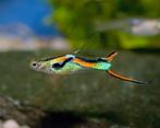 Endler guppies, Dieren en Toebehoren, Vissen | Aquariumvissen, Vis, Zoetwatervis