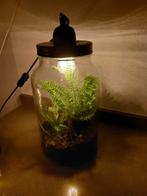 Mini Ecosysteem Plantenpot met Lamp, Ophalen