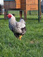 4x Wyandotte kriel zilver zwart gezoomd hanen, Dieren en Toebehoren, Pluimvee
