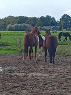 Gezocht: Plek 24/7 weidegang of paddock met schuilstal, Dieren en Toebehoren, Stalling en Weidegang, Weidegang