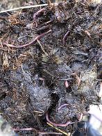 Compostwormen/mestwormen/tijgerwormen/Mestpieren, Ophalen of Verzenden, Overige typen