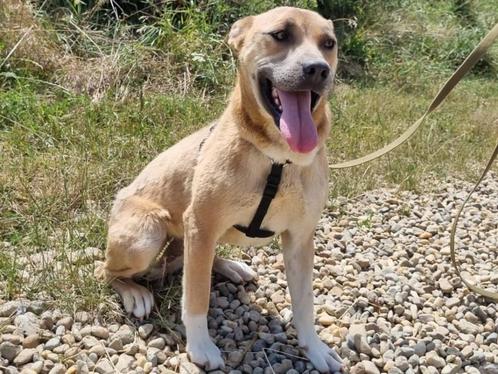 Lieve Doina wacht al ruim 2 jaar op haar baasje, Dieren en Toebehoren, Honden | Niet-rashonden, Middel, Teef, Particulier, Eén hond