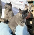 3 Britse Korthaar Kittens Raszuiver, Dieren en Toebehoren, Katten en Kittens | Raskatten | Korthaar, Meerdere dieren