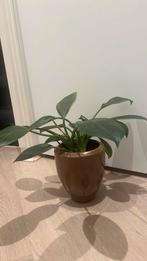 Plant with pot, Ophalen, In pot, Halfschaduw, Minder dan 100 cm
