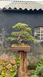 Pinus parviflore (japanse witte den) bonsai, Ophalen, Bloeit niet, Halfschaduw, Overige soorten