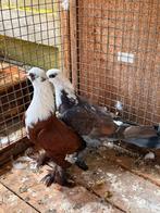 Duiven te koop, Dieren en Toebehoren, Meerdere dieren, Overige soorten