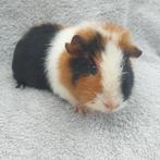 Cavia (zeugje), Dieren en Toebehoren, Knaagdieren, Vrouwelijk, Cavia, Na 1 juli 2024, Tam