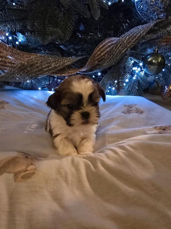 Shih tzu puppies, Dieren en Toebehoren, Honden | Chihuahua's en Gezelschapshonden, Particulier, Meerdere, Nederland, 8 tot 15 weken