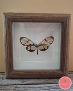 Dircenna – vlinder in een warme houten lijst, Ophalen of Verzenden, Nieuw