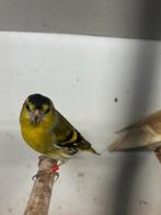 Europese sijzen, Dieren en Toebehoren, Vogels | Overige Vogels, Meerdere dieren, Wildzangvogel