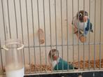 agapornis personata, Dieren en Toebehoren, Geslacht onbekend, Dwergpapegaai of Agapornis, Geringd