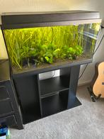 Juwel aquarium compleet, Dieren en Toebehoren, Ophalen, Zo goed als nieuw, Gevuld zoetwateraquarium