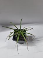 Liriope te koop, Tuin en Terras, Planten | Tuinplanten, Ophalen, Siergrassen, Volle zon