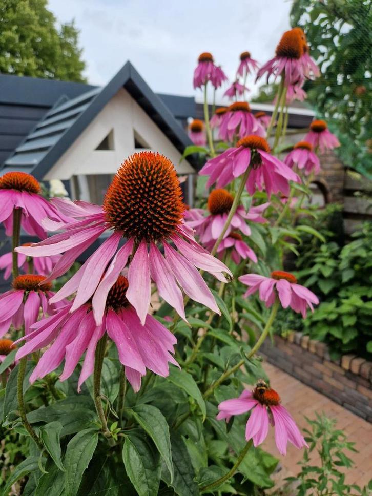 Zonnehoed roze zaden, Tuin en Terras, Bloembollen en Zaden, Volle zon, Ophalen of Verzenden