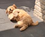 Nog 1 pupje! Mini labradoodle pup  (wordt max. 10 kilo), Dieren en Toebehoren, Honden | Retrievers, Spaniëls en Waterhonden, Overige rassen