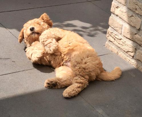Nog 1 pupje! Mini labradoodle pup  (wordt max. 10 kilo), Dieren en Toebehoren, Honden | Retrievers, Spaniëls en Waterhonden, Meerdere dieren