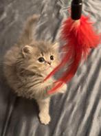 Kitten grijs/blauw/. Britse korthaar poes, Dieren en Toebehoren, Katten en Kittens | Overige Katten, Poes, 0 tot 2 jaar