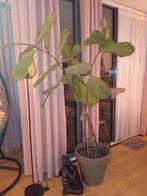 Grote Kamerplant - Ficus, Huis en Inrichting, Ficus, In pot, 150 tot 200 cm, Groene kamerplant